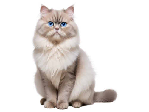 himalayan persian,birman,british longhair cat,blue eyes cat,siberian cat,cat with blue eyes,ragdoll,snowbell,cat on a blue background,korin,white cat,breed cat,siamese cat,cartoon cat,krita,cat vector,siamese,cathala,maincoon,drawing cat,Photography,Black and white photography,Black and White Photography 12