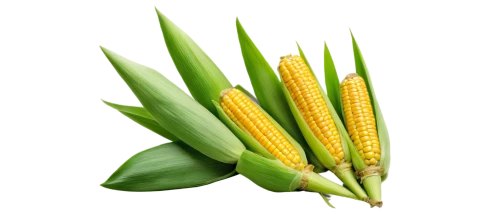 maize,corncobs,corn,corns,sweetcorn,forage corn,corn pattern,mycotoxins,cornhusker,cecrops,corn ordinary,ears of corn,cornelison,aflatoxin,ornamental corn,kernels,winter corn,agronomique,aflatoxins,agronomist,Photography,Fashion Photography,Fashion Photography 13