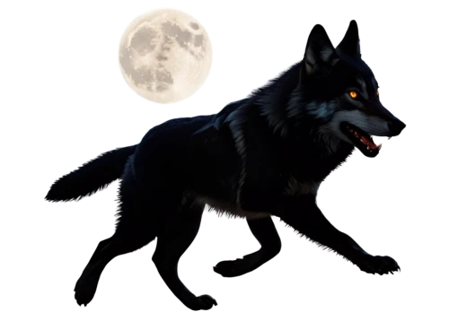 blackwolf,constellation wolf,werewolve,lycanthropy,werewolves,lycanthrope,howling wolf,werewolf,black shepherd,werwolf,lycanthropes,lycan,fenrir,wolfsangel,wolfen,hellhound,gray wolf,loup,european wolf,barghest,Photography,Fashion Photography,Fashion Photography 10