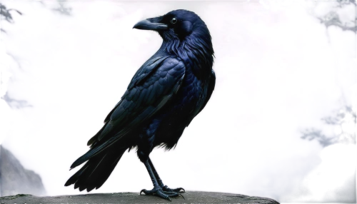 3d crow,raven bird,black crow,corvidae,carrion crow,black raven,king of the ravens,american crow,crows bird,common raven,ravens,raven sculpture,corvus,seedeater,crow,corvid,kaffir horned raven,jackdaw,corvids,nevermore,Illustration,Japanese style,Japanese Style 04