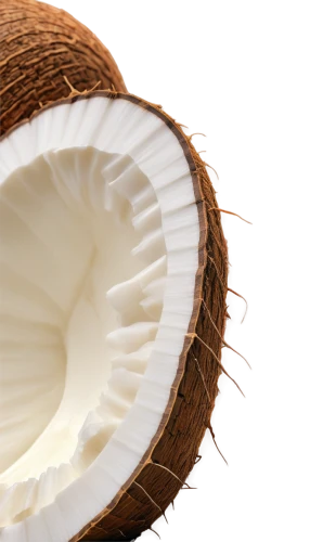 coconut,coconspirator,coconut milk,organic coconut,buko,coconut fruit,fresh coconut,coconut perfume,coconut drink,king coconut,coconut oil,coconut drinks,coconuts,coconut hat,colada,organic coconut oil,coconut water,cocco,coconspirators,coconino,Illustration,Retro,Retro 03
