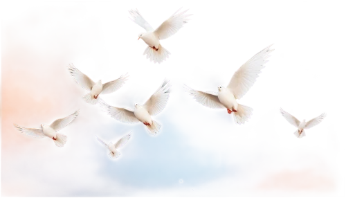 doves of peace,dove of peace,birds flying,birds in flight,flying birds,peace dove,flying sea gulls,cygnes,free background,bird flight,white pigeons,seagulls flock,terns,jet and free and edited,doves,colorful birds,bird painting,gulls,white dove,pigeon flight,Photography,Documentary Photography,Documentary Photography 18