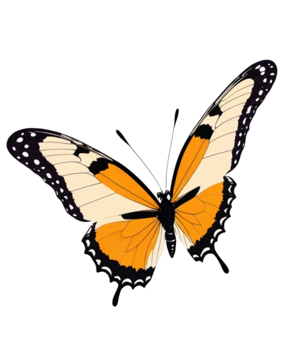 butterfly vector,butterfly background,butterfly clip art,orange butterfly,euphydryas,butterfly isolated,butterfly,melitaea,monarch butterfly,french butterfly,isolated butterfly,ornithoptera,mariposas,mariposa,tiatia,heliconius,transparent background,c butterfly,butterly,forewing,Unique,Paper Cuts,Paper Cuts 05