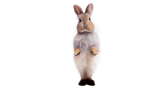 jerboa,lagomorpha,leporidae,bunzel,lepus europaeus,lepus,steppe hare,myxomatosis,hare,vulpine,bilby,fennec,cartoon rabbit,european rabbit,spermophilus,rabbit,american snapshot'hare,bunnicula,bunni,field hare,Art,Classical Oil Painting,Classical Oil Painting 34