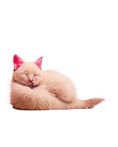 pink cat,light fur,cat vector,cat kawaii,kittenish,sleeping cat,suara,minurcat,solar,cat image,nyan,zzzz,cute cat,beautiful cat asleep,kittikachorn,cat resting,pink background,catnap,ognyan,glowacki,Illustration,Realistic Fantasy,Realistic Fantasy 04