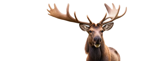 male deer,antlered,red-necked buck,glowing antlers,deer,buck antlers,deer head,whitetail,antler velvet,antler,x axis deer elk,elk,european deer,gold deer,deer antlers,whitetail buck,stag,kudu,antlers,deer illustration,Illustration,Retro,Retro 04