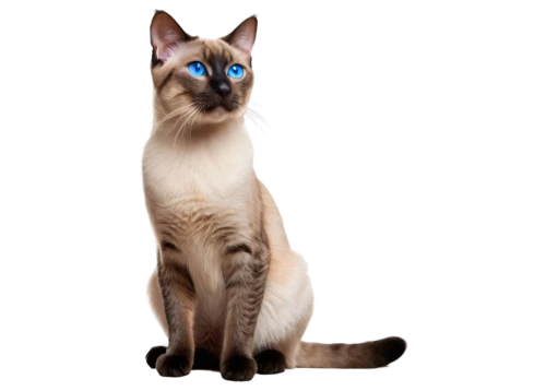 siamese cat,siamese,tonkinese,blue eyes cat,cat on a blue background,cat with blue eyes,bluestar,european shorthair,jayfeather,birman,bubastis,felino,colotti,cat vector,breed cat,transparent background,suara,bastet,bluesier,cat image,Art,Classical Oil Painting,Classical Oil Painting 12