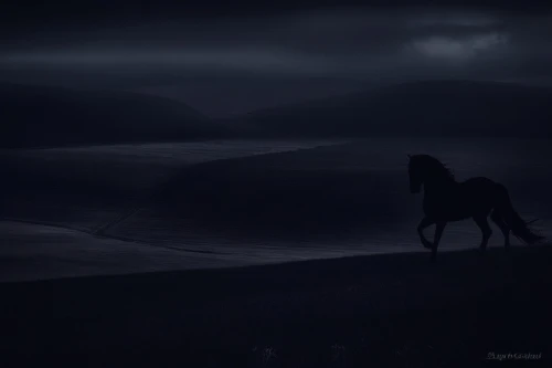 shadow camel,arabian horse,bedouin,black horse,equine,camelride,hosseinpour,arabian horses,ghadeer,hossein,moonlit night,inner mongolian beauty,iceland horse,mongolia eastern,nighthorse,gallop,tuareg,dromedary,wild horse,wild horses,Illustration,Realistic Fantasy,Realistic Fantasy 46