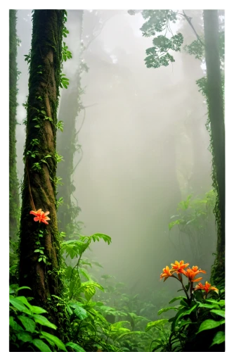 foggy forest,forestland,rainforests,beech forest,rain forest,tropical forest,foggy landscape,mists,forest of dreams,fairy forest,nature background,germany forest,forest orchid,enchanted forest,morning mist,forest landscape,mixed forest,elven forest,sempervirens,forest background,Art,Classical Oil Painting,Classical Oil Painting 06