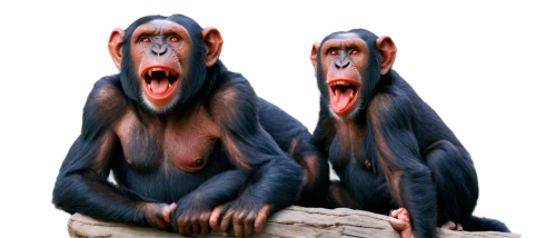 chimpanzees,mandrills,chimps,simians,primates,orangutans,macaques,bonobos,three monkeys,baboons,apes,hominoids,chimpanzee,monkeys band,primatology,monkeys,chimpansee,capuchins,macaca,monkey family,Conceptual Art,Oil color,Oil Color 19