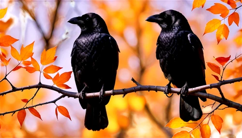 corvids,hooded crows,jackdaws,currawongs,american crow,ravens,grackles,crows,common raven,blackbirds,cowbirds,black woodpecker,pied currawong,passerine parrots,corvidae,birds on a branch,birds on branch,carrion crow,magpies,towhees,Illustration,Black and White,Black and White 04