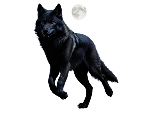 blackwolf,werewolve,constellation wolf,howling wolf,ravenpaw,werewolf,werewolves,lycanthropy,lycanthrope,wolfen,black shepherd,lycan,shadowclan,fenrir,wolfsangel,bluestar,loup,moonshadow,werwolf,gray wolf,Conceptual Art,Fantasy,Fantasy 30