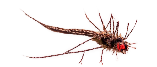 echinodermata,monoplacophora,neuroptera,sundew,spinneret,pedipalps,opiliones,cephalothorax,spiny lobster,paraplatyptilia,cnidarian,aedes albopictus,ctenophora,coleophora,spinnerets,copepod,cerithiopsidae,echinoderm,pediculosis,cisticolidae,Conceptual Art,Sci-Fi,Sci-Fi 08