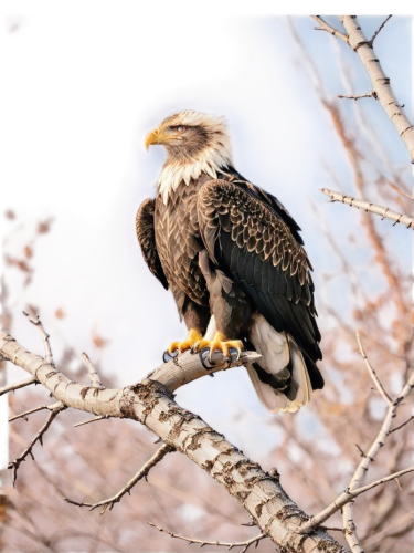 american bald eagle,bald eagle,african eagle,savannah eagle,of prey eagle,eagle,fish eagle,steppe eagle,eagle eastern,eagen,bald eagles,eaglet,african fishing eagle,raptor perch,eagels,imperial eagle,gray eagle,eagling,african fish eagle,eagleman,Conceptual Art,Daily,Daily 20