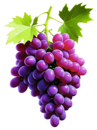 purple grapes,wine grape,red grapes,grapes,winegrape,table grapes,wine grapes,fresh grapes,bright grape,grape vine,grapevines,grape,bunch of grapes,blue grapes,purple grape,grape bright grape,vineyard grapes,cluster grape,grape hyancinths,black currant,Conceptual Art,Sci-Fi,Sci-Fi 27