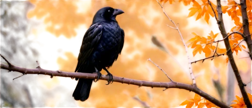 american crow,pied currawong,currawongs,currawong,common raven,carrion crow,black crow,corvidae,huia,pied crow,jackdaw,crow in silhouette,black vulture,black bird,black raven,black woodpecker,red-tailed black cockatoo,corvus corax,drongo,crow,Photography,General,Cinematic