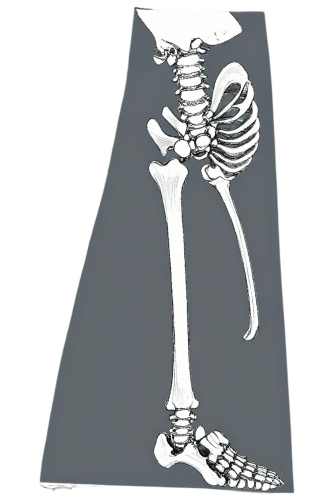 skeletal,thighbone,skeleton,osteoporotic,osteoporosis,osteological,human skeleton,osteomalacia,vintage skeleton,osteology,osteopenia,skelemani,bone,skeletal structure,leg bone,orthopedics,mermaid skeleton,skelly,osteomyelitis,skeletons,Illustration,Black and White,Black and White 17