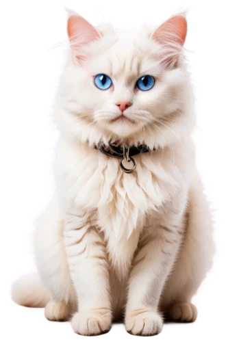 blue eyes cat,cat with blue eyes,white cat,himalayan persian,snowbell,birman,garrison,suara,cute cat,cat on a blue background,breed cat,korin,kittenish,cat vector,kittani,kittu,cat image,light fur,cat look,jiwan,Illustration,Realistic Fantasy,Realistic Fantasy 23