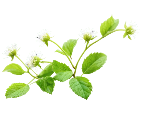 currant blossom,hops flower,spring leaf background,garlic mustard,watercress,japonicum,naturopathy,linden blossom,lemon balm,goldenseal,cruciata,chickweed,cordifolia,aromatic plant,alexanders,fragaria,celery and lotus seeds,onagraceae,naturopathic,henneberry,Photography,Fashion Photography,Fashion Photography 16
