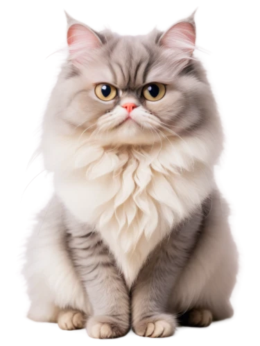 himalayan persian,scottish fold,british shorthair,snowbell,siberian cat,fat cat,fluffernutter,british longhair cat,birman,cartoon cat,cute cat,felino,white cat,breed cat,korin,cat vector,jiwan,mean snowball,cat look,miao,Art,Classical Oil Painting,Classical Oil Painting 30