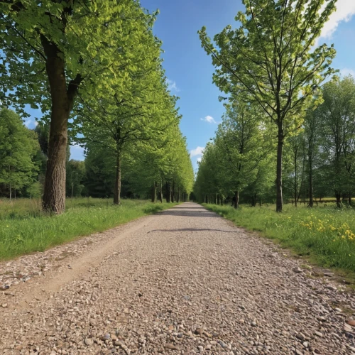 country road,harkleroad,sonderweg,tree lined lane,veluwe,korteweg,tree-lined avenue,arenberg,forest road,dilweg,empty road,tree lined avenue,roubaix,klarenbeek,road,waterweg,wassenaar,tree lined path,backroad,asphalt road