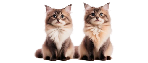 riverclan,abyssinians,sphinxes,windclan,catterns,georgatos,lynxes,thunderclan,siamese cat,two cats,abyssinian,skyclan,catulus,abyssinian cat,felids,siamese,mirror image,genets,quadrupeds,brambleclaw,Conceptual Art,Daily,Daily 16