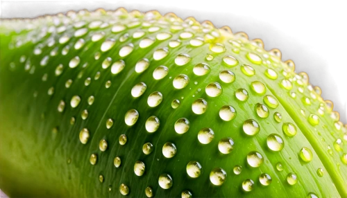 water lily leaf,dew droplets,dew drops,aloe vera leaf,garden dew,spadix,dew,dewdrops,drops plant leaves,dew drops on flower,early morning dew,dew drop,chloropaschia,dewdrop,morning dew,water lily bud,giant water lily bud,cycad,waterdrops,droplet,Illustration,Vector,Vector 16