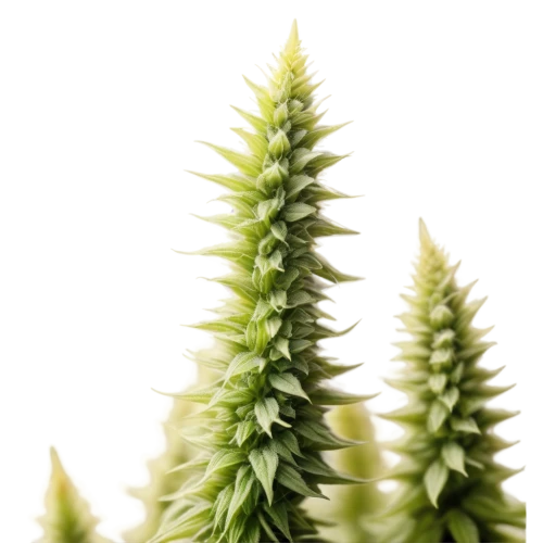 asparagaceae,spikelets,spikelet,piperia,green wheat,mugwort,sweet grass plant,desert plant,longifolia,cactus digital background,lomandra,huana,equisetum,echium,darwinia,puya,elymus,lycopodium,salsola,horsetail,Illustration,Paper based,Paper Based 21