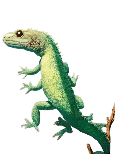 emerald lizard,basiliscus,phelsuma,acheilognathus,day gecko,hemidactylus,desmognathus,asclepiodotus,green crested lizard,restoration,eleutherodactylus,compsognathus,leptodactylus,eucamptognathus,leiothrichidae,mantidactylus,green lizard,atractaspis,agamid,coelurus,Illustration,Japanese style,Japanese Style 07