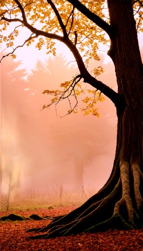 autumn background,autumn tree,autumn forest,autumn fog,forest tree,isolated tree,autumn frame,beech trees,autumn idyll,autumn scenery,nature background,maple tree,autumn landscape,arbre,brown tree,lone tree,deciduous forest,autumn trees,deciduous tree,old tree silhouette,Art,Artistic Painting,Artistic Painting 23