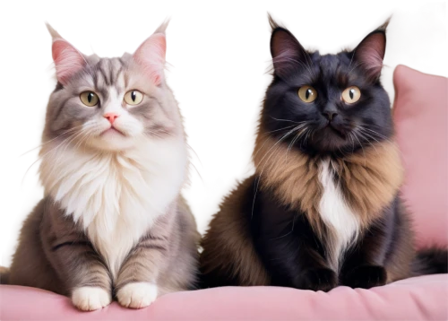 british longhair cat,maincoon,cats angora,siberian cat,georgatos,catterns,breed cat,thunderclan,two cats,vintage cats,persians,cat pageant,cat vector,himalayan persian,gatos,felines,cat drawings,birman,toxoplasmosis,riverclan,Conceptual Art,Fantasy,Fantasy 28