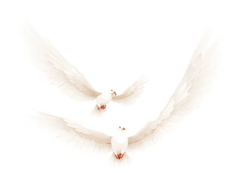 dove of peace,angel wing,doves of peace,angel wings,pentecost,cygnes,white dove,uniphoenix,seraph,angelology,white eagle,holy spirit,whitewings,winged heart,archangels,pentecostalist,peace dove,angel's tears,seraphim,angelfire,Illustration,Paper based,Paper Based 19
