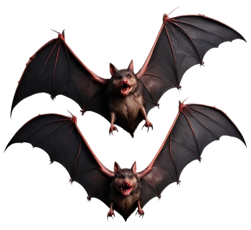 chiroptera,bats,dutchbat,megabat,bat,derivable,hipposideros,fruit bat,tropical bat,hanging bat,megabats,myotis,bat smiley,torbat,lantern bat,fledermaus,chimaeras,batlike,batboy,batagram,Photography,General,Fantasy