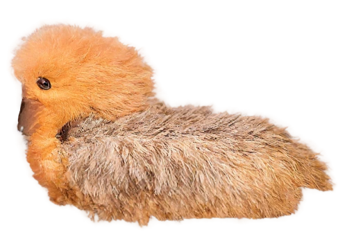 pheasant chick,shearmur,chick,duck cub,silkie,buttonquail,fluffed up,bird png,wark,baby chick,portrait of a hen,cockerel,pajarito,swan chick,ruddy shelduck,baby chicken,cuccioli,takahe,tribble,megapode,Photography,Fashion Photography,Fashion Photography 24