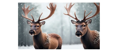 winter deer,male deer,christmas deer,antlered,whitetails,red-necked buck,whitetail,christmas frame,christmas snowy background,deers,christmas buffalo raccoon and deer,reindeer from santa claus,deer illustration,rudolph,european deer,winter background,whitetail buck,deer,winter animals,rudolf,Illustration,Black and White,Black and White 02