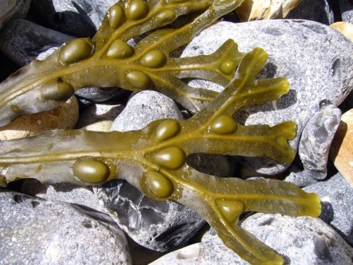 caltrops,trifurcula,tentaculata,vajra,trishul,echinodermata,tent anchor,eliurus,cucuteni,hevajra,echinoderms,triaenops,macroalgae,echinoderm,fibulae,cnidarian,mantidactylus,furcula,caltrop,dyckia