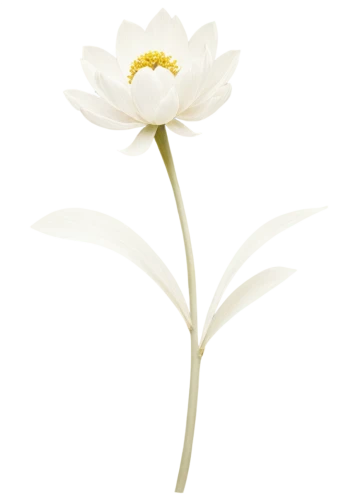 white cosmos,japanese anemone,shasta daisy,white lily,white flower,oxeye daisy,white water lily,calystegia,cosmea,marguerite daisy,chrysanthemum background,delicate white flower,ox-eye daisy,daisy flower,zephyranthes,white petals,common daisy,eriophorum,flowers png,the white chrysanthemum,Illustration,Retro,Retro 07