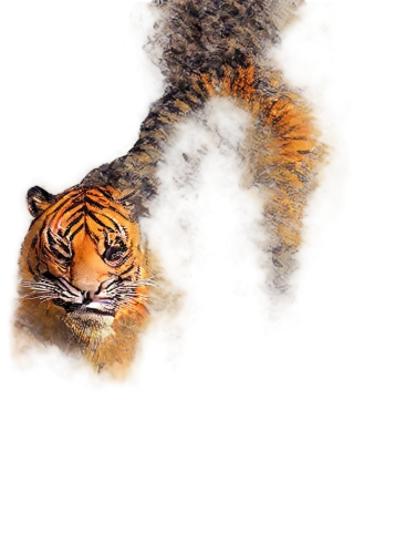 bandhavgarh,sundarbans,tiger,asian tiger,harimau,bengal tiger,ranthambore,hottiger,tiger png,sunderbans,tiger cub,ranthambhore,sundarban,sumatran tiger,siberian tiger,tiger sleeping,bengalenuhu,reflection in water,royal bengal,tigerish,Art,Artistic Painting,Artistic Painting 48