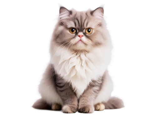 himalayan persian,british longhair cat,siberian cat,birman,cat vector,british shorthair,snowbell,maincoon,white cat,cats angora,breed cat,korin,cartoon cat,felino,ragdoll,light fur,cute cat,cat portrait,colotti,cat image,Conceptual Art,Daily,Daily 20