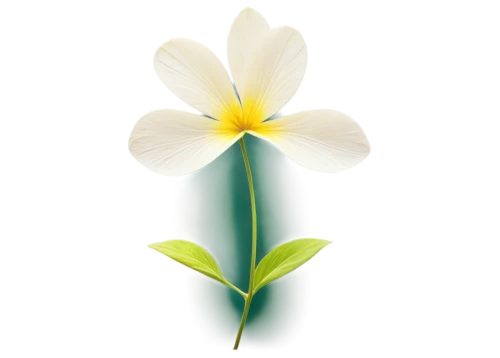 flowers png,zephyranthes,white lily,garden star of bethlehem,easter lilies,tulip background,flower background,star of bethlehem,lotus png,flower illustration,flower illustrative,madonna lily,grass lily,lily flower,flower wallpaper,lilies of the valley,minimalist flowers,uniflora,white flower,lotus leaf,Photography,Fashion Photography,Fashion Photography 25