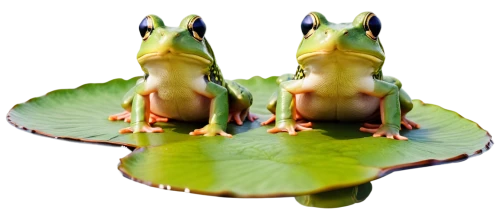 frog background,tree frogs,kawaii frogs,amphibians,hypsiboas,frogs,pond frog,litoria,reflexed,green frog,water frog,pelophylax,froggies,frog gathering,litoria fallax,bullfrogs,mirror image,pond lenses,spiralfrog,frog figure,Illustration,Children,Children 04