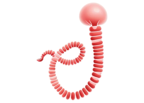 flagella,ercp,polychaete,micropholis,pylori,spirochetes,schistosomes,spirochete,duodenal,melanosomes,flagellum,betaproteobacteria,wormlike,millipede,ophiusa,pseudoknot,intestine,ileum,worm,amoeboid,Illustration,Vector,Vector 01