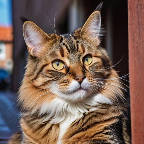 siberian cat,maincoon,british longhair cat,red tabby,longhaired,tabby cat,himalayan persian,cat portrait,bewhiskered,breed cat,whiskered,cat european,leontine,cat image,domestic cat,red whiskered bulbull,street cat,handsome model,whiskas,brambleclaw