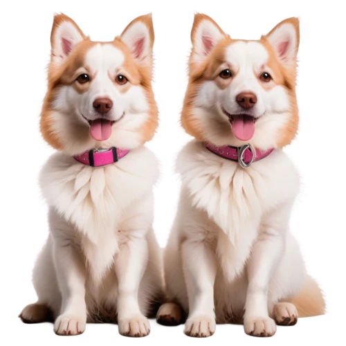 corgis,akitas,shibboleths,pembroke welsh corgi,the pembroke welsh corgi,woofers,two dogs,doges,collies,huskies,pomeranians,color dogs,shiba inu,malamutes,shibe,shiba,welsh corgi,transparent background,corgi,inu,Illustration,Realistic Fantasy,Realistic Fantasy 41