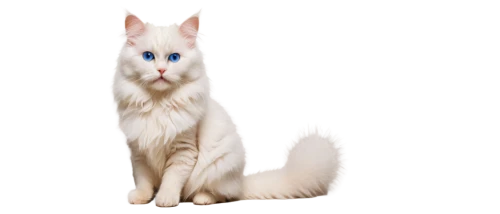 white cat,colotti,snowbell,cat on a blue background,cat with blue eyes,british longhair cat,blue eyes cat,suara,breed cat,siamese cat,jayfeather,cat vector,cats angora,riverclan,birman,siamese,cat image,bubastis,korin,bartok,Conceptual Art,Daily,Daily 08