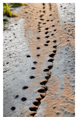 footprints,footstep,footsteps,trackway,hare trail,footpaths,trackways,baby footprints,hoofprints,bird footprints,animal tracks,footprint,foot prints,footpath,traces,trail,the path,cobblestones,foot steps,i walk,Photography,Documentary Photography,Documentary Photography 24