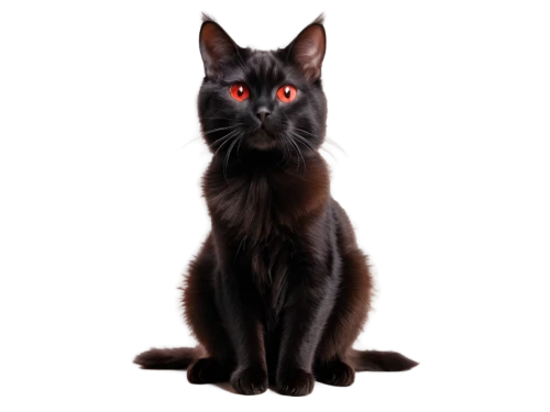 ravenpaw,pyewacket,shadowclan,halloween black cat,cat vector,firecat,brambleclaw,salem,black cat,purgatoire,ghostzapper,jiji the cat,halloween cat,red eyes,samhain,bagheera,dark portrait,fireheart,fire red eyes,pet black,Photography,Documentary Photography,Documentary Photography 18