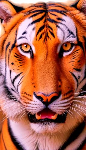 tiger png,tigerish,tigert,asian tiger,harimau,tiger,a tiger,tigerle,bengal tiger,hottiger,tigar,tigers,tigre,tigernach,stigers,tiga,tigress,tigerstedt,rimau,tiger head,Art,Artistic Painting,Artistic Painting 27