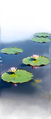 lotus on pond,water lilies,white water lilies,waterlilies,water lotus,water lily,waterlily,lotus pond,lily pond,pond flower,lotuses,lily pads,water lilly,lotus flowers,pond lily,flower of water-lily,lily pad,white water lily,water flowers,large water lily,Photography,Fashion Photography,Fashion Photography 22