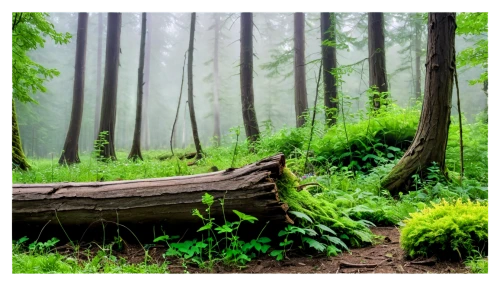 germany forest,wooden bench,forest background,waldseemueller,forest floor,nature background,forest landscape,green forest,foggy forest,fairy forest,wald,dagobah,forest path,fairytale forest,endor,enchanted forest,wood bench,elven forest,forest of dreams,eorpwald,Illustration,Retro,Retro 13